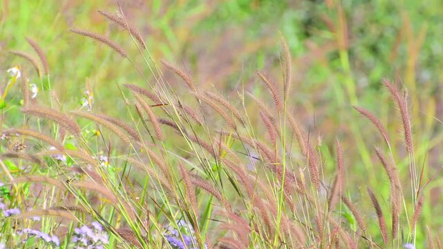 The gentle movement of Knotroot Foxtail grass growing on the hillside in the sunlight.