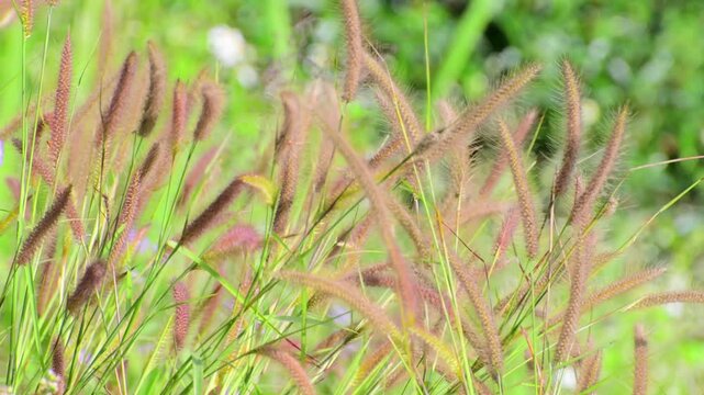 The gentle movement of Knotroot Foxtail grass growing on the hillside in the sunlight.