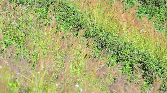 The gentle movement of Knotroot Foxtail grass growing on the hillside in the sunlight.