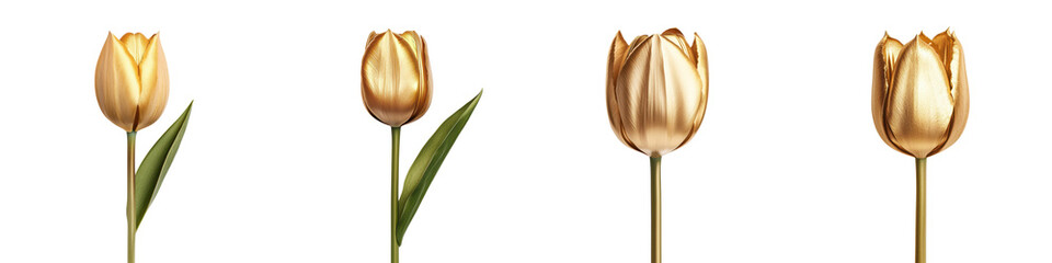 Luxurious Golden Tulip Flowers in Full Bloom with Vibrant Shimmering Petals Elegant Nature Backdrop Botanical Floral Design Spring Botanical Art