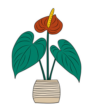 red anthurium plant in striped pot clip art preview