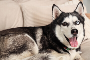 Cute Husky dog lying on sofa in living room, closeup