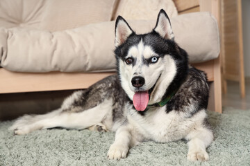 Cute Husky dog lying on carpet in living room