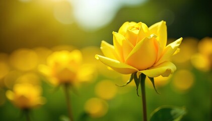 Obraz premium Bright yellow rose petals unfolding in sunlight, bloom, field