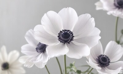 Delicate anemone flower with soft petals and a white background, underwater bloom, oceanic beauty