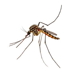 Close-up of Aedes Mosquito, Detailed Insect Photography, Black Background, High-Resolution Image