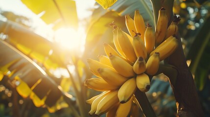 Ripe yellow bananas on a plant at sunset. (1)