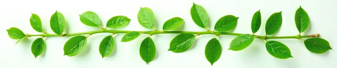 Obraz premium Fresh green jojoba leaves isolated on white background, greenery, botanicals