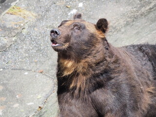 クマ牧場のヒグマ