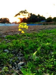 Mustard Flower With Sun