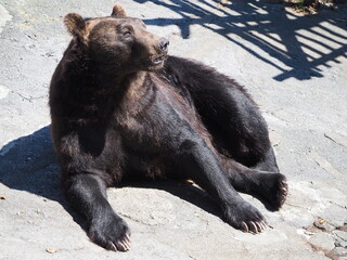 クマ牧場のヒグマ
