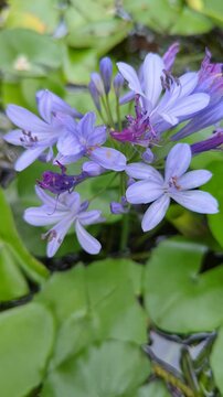 Light Purple Agapanthus Flowers with Water Lily Leaves