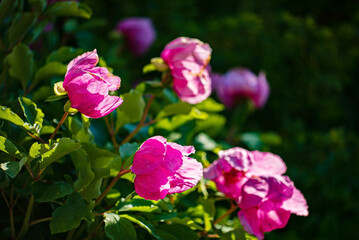Obraz premium pink peonies in the garden