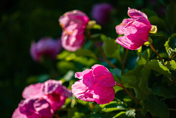 pink peonies in the garden