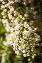 apple blossom in the garden