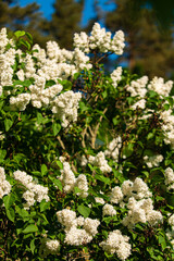 white lilac in the garden