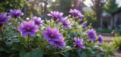 Obraz premium Morning dew glistens on the purple blooms in the garden, flower, natural, morning