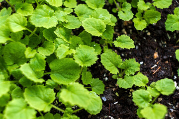 Small plants on the ground in spring