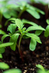 Small plants on the ground in spring