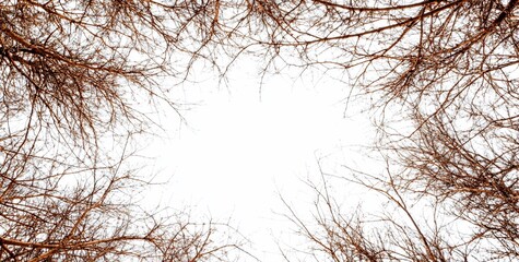 Obraz premium Bare tree branches forming a frame against a bright sky.