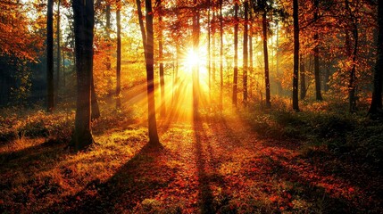 Fototapeta premium Serene Autumn Forest Scene with Sunlight Filtering Through Trees