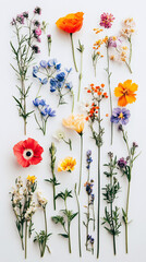 beautiful colorful wildflowers on white background  floral flatlay still life
