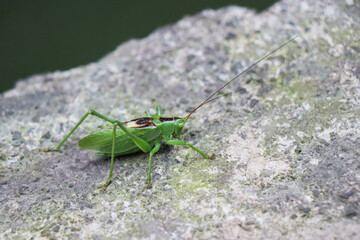 Fototapeta premium Cricket