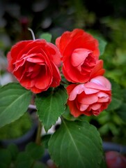 Blooming Red Impatiens with Green Foliage in Outdoor Light