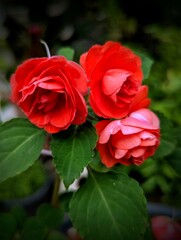Close-Up of Red Impatiens Flowers with Detailed Petals