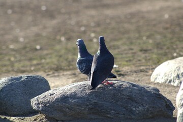 pigeon with purple chest feathers