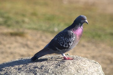 pigeon with purple chest feathers