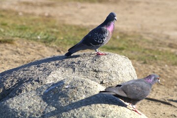 pigeon with purple chest feathers