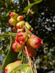 Water guava is a plant in the guava family or Myrtaceae which originates from Southeast Asia