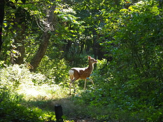 森の中で出会ったエゾシカ