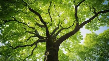Fototapeta premium Upward View of Towering Beech Tree with Vibrant Green Canopy