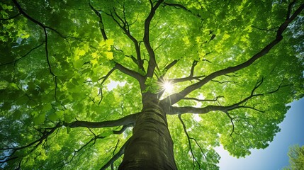Fototapeta premium Upward View of Towering Beech Tree with Vibrant Green Canopy