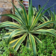 Obraz premium Agave plant