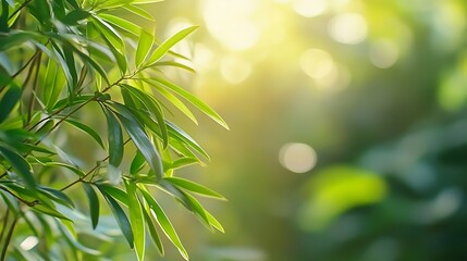 Fototapeta premium Sunlight Illuminates Lush Green Leaves in a Natural Setting