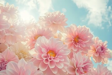 A close-up of pink and cream-colored dahlia flowers swaying gently in the breeze under a bright sunny sky.
