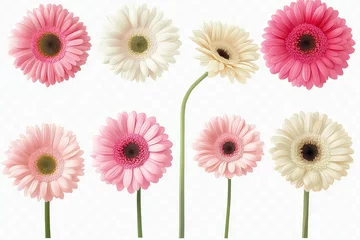  A digital illustration of pink, white, and cream gerbera flowers in various stages of growth, isolated on a transparent white background in 4K resolution. © Sean Hoong
