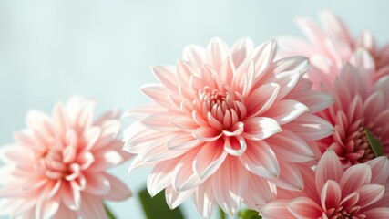 Delicate Pink Dahlia Blooms in Soft Focus, Capturing the Essence of Grace and Beauty