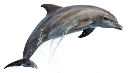 A dolphin jumping in air, isolated on white background. 