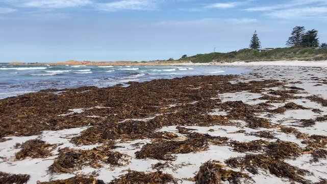 Giant sea kelp Macrocystis pyrifera&nbsp;washed ashore on red bill beach Bicheno, east coast Tasmania