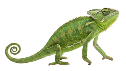 Fototapeta premium Chameleon isolated on transparent background.