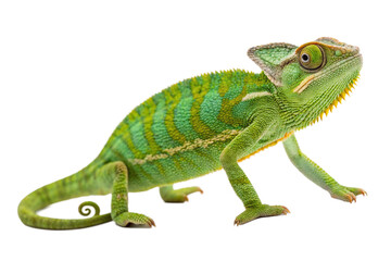 Obraz premium Chameleon isolated on transparent background.