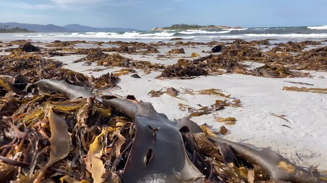 Giant sea kelp Macrocystis pyrifera&nbsp;washed ashore on red bill beach Bicheno, east coast Tasmania