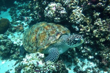 Green sea turtle resting on some coral at the Great Barrier Reef