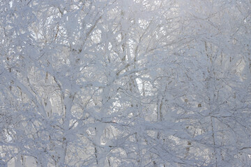 Background of white tree branches covered in ice and snow backlit by morning sunlight