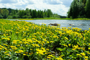 Yellow flowers Marsh Marigold on the riverbank. Spring landscape on a sunny day. In the background is a forest. Photography.
