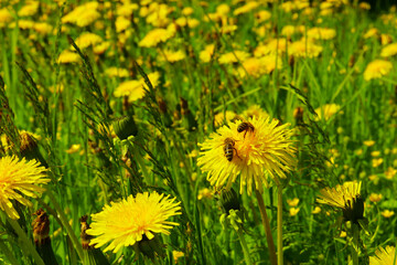 Spring blooming bright field of dandelions. Two bees sits on a flower. Photo.